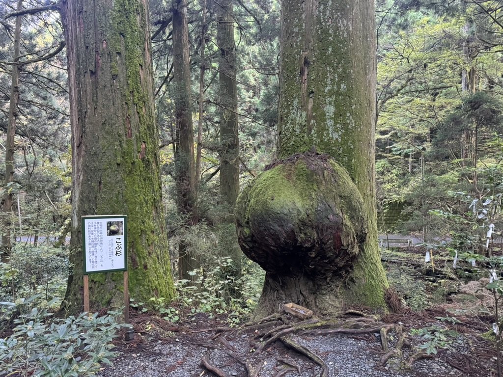 ⛩️ 화원 신사 (하나조노 진자)